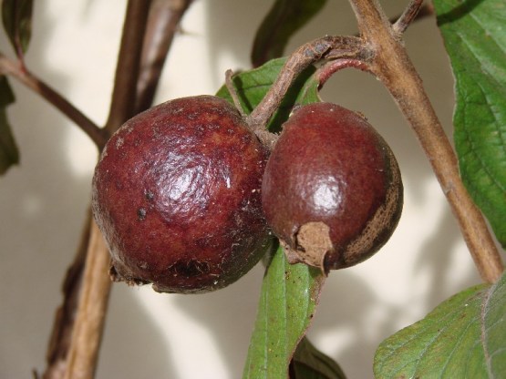 purple Indian guava-fruit